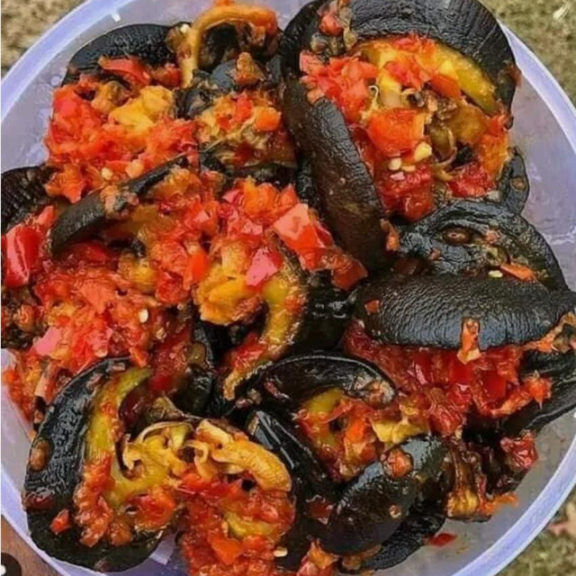 Peppered Snail (One Jumbo Snail).